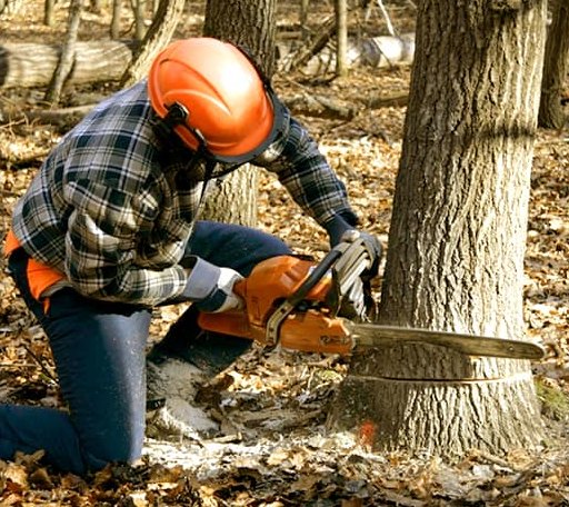 Tree Removal in Keysville, GA